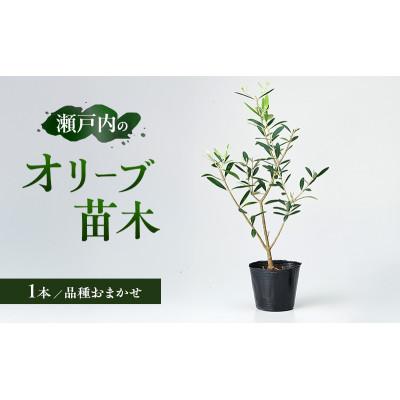 ふるさと納税 土庄町 [小豆島]瀬戸内 小豆島 のオリーブ苗木 1本