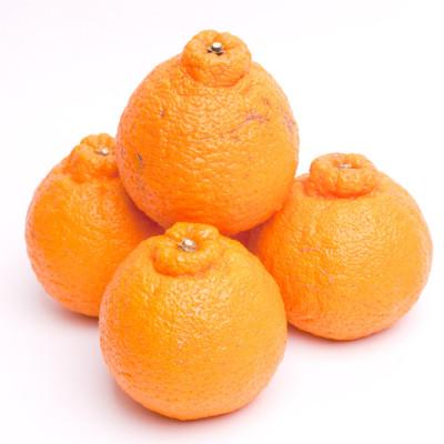 ふるさと納税 有田川町 厳選 不知火1kg+250g(傷み補償分)[人気の春みかん]