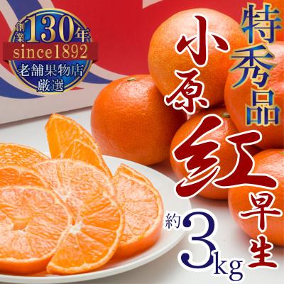 ふるさと納税 三豊市 [2025年11月中旬より順次発送]特秀品!讃岐の奇跡「小原紅早生」真っ赤なみかん 約3kg