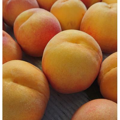 ふるさと納税 長野県 7月中旬より発送予定 厳選!ジューシーな甘さの黄金ピーチ約2kg(6〜11個) 品種おまかせの画像
