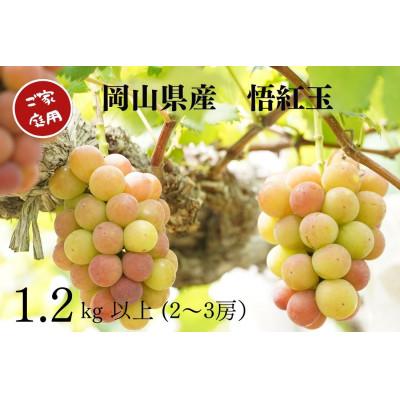 ふるさと納税 岡山市 [2026年先行受付] 岡山県産 ご家庭用悟紅玉 計1.2kg以上 2〜3房 産直・朝採れ