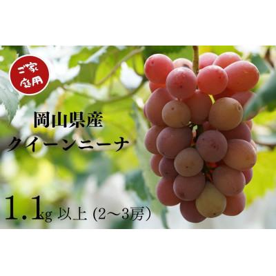 ふるさと納税 岡山市 岡山県産 ご家庭用クイーンニーナ 計1.1kg以上2〜3房 産直・朝採れ 2026年9月より順次発送