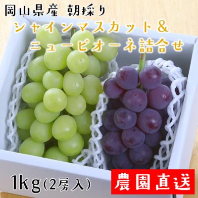 ふるさと納税 美作市 朝採りシャインマスカット&amp;ニューピオーネ 計1kg