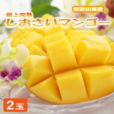 ふるさと納税 湯浅町 和歌山県産 樹上完熟しおさいマンゴー(2玉入り)(湯浅町)