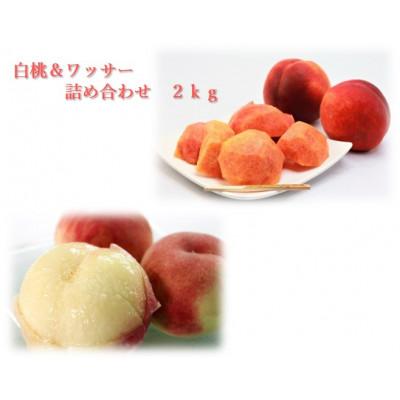 ふるさと納税 中野市 白桃&amp;ワッサー詰め合わせ 2kg