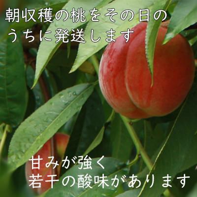 ふるさと納税 長野県 【先行予約受付中】長野から直送!須坂市で生まれた果物ワッサー2kg(6玉〜9玉)の画像