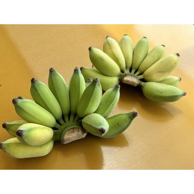 ふるさと納税 糸満市 [産地直送] 南国フーズ アップルバナナ 1kg〜1.2kg