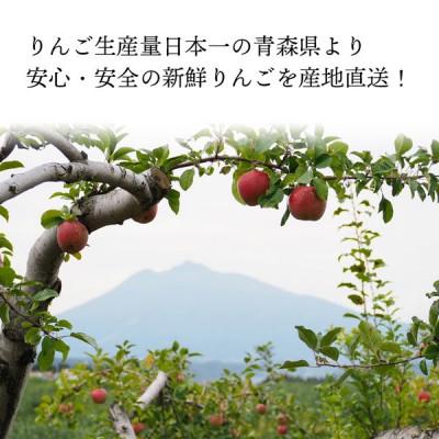 ふるさと納税 田舎館村 【11月より順次発送】青森県産「サンふじ」家庭
