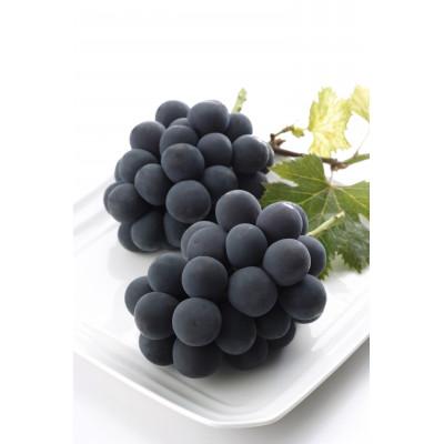 ふるさと納税 早島町 晴天おかやまのニューピオーネ2房(1kg入り)