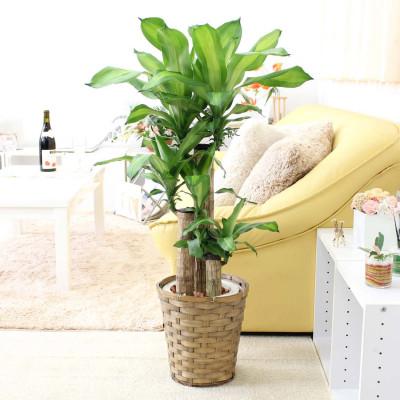 ふるさと納税 筑前町 幸福の木 7号 バスケット鉢カバー 高さ:約75cm〜90cm内外 土の表面:ウッドチップ