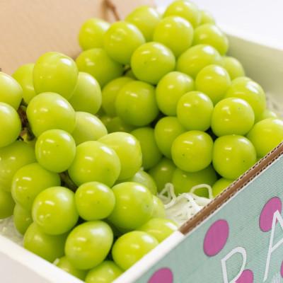 ふるさと納税 笛吹市 [2026年発送]産地厳選シャインマスカット1.2kg〜1.3kg(2房〜3房)106-003