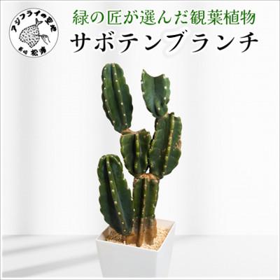 ふるさと納税 松浦市 緑の匠が選んだ観葉植物 素敵な空間づくりに サボテンブランチ