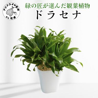 ふるさと納税 松浦市 緑の匠が選んだ観葉植物 素敵な空間づくりに ドラセナ