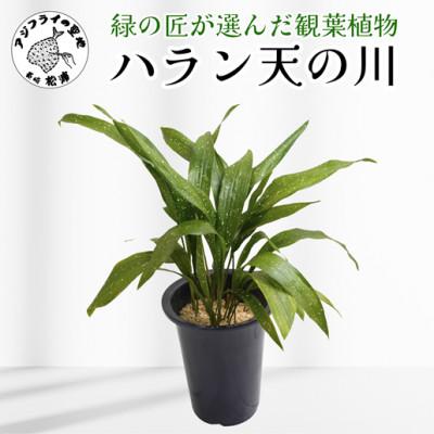 ふるさと納税 松浦市 緑の匠が選んだ観葉植物 素敵な空間づくりに ハラン天の川