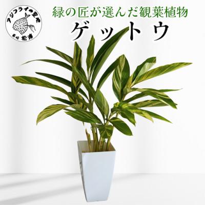 ふるさと納税 松浦市 緑の匠が選んだ観葉植物 素敵な空間づくりに ゲットウ