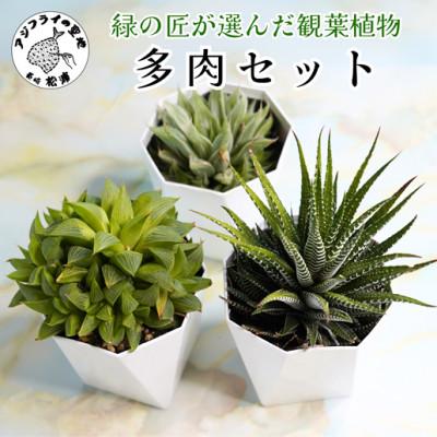 ふるさと納税 松浦市 緑の匠が選んだ観葉植物 素敵な空間づくりに 多肉植物3種