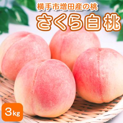 ふるさと納税 横手市 横手市産増田産の桃(さくら白桃)3kg 秀以上 7〜13玉