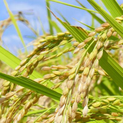 ふるさと納税 登米市 宮城県登米市産 ひとめぼれ 白米 30kg【令和7年産】