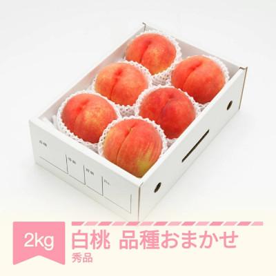 ふるさと納税 村山市 先行予約 白桃 秀品 化粧箱入り 2kg 令和8年産