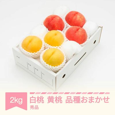 ふるさと納税 村山市 先行予約 白桃&amp;有袋黄桃 秀品 化粧箱入り 計2kg 令和8年産