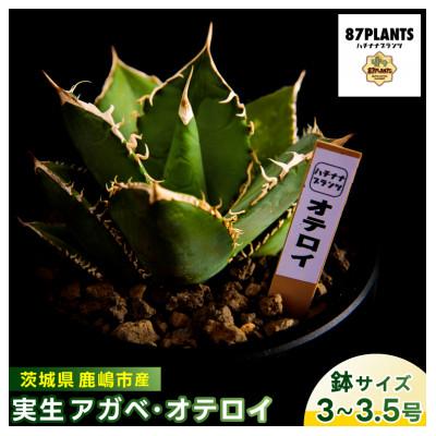 ふるさと納税 鹿嶋市 鹿嶋市産 実生アガベ・オテロイ(3〜3.5号鉢サイズ)[多肉植物 茨城県 鹿嶋市](KCP-11)