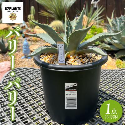 ふるさと納税 鹿嶋市 鹿嶋市産アガベ パリー・パリー[観葉植物] (KCP-5)