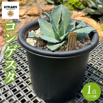 ふるさと納税 鹿嶋市 鹿嶋市産アガベ コンゲスタ[観葉植物](KCP-6)