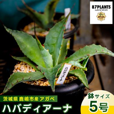 ふるさと納税 鹿嶋市 鹿嶋市産 実生アガベ・ハバディアーナ(5号鉢)[観葉植物](KCP-23)