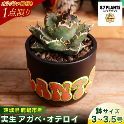 ふるさと納税 鹿嶋市 [現品のみ]鹿嶋市産 アガベ・オテロイ オリジナル鉢付き(3〜3.5号鉢サイズ)(KCP-40)