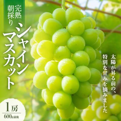ふるさと納税 美咲町 [2026年発送]朝採り直送!さつきぶどう園シャインマスカット1房 600g前後[フルーツ王国岡山]