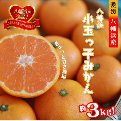 ふるさと納税 八幡浜市 2026年11月〜順次出荷 小粒・濃厚な味わい!!「八幡浜小玉っ子みかん」約3kg[A39-80]