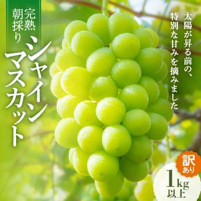 ふるさと納税 早島町 [先行受付/訳あり]岡山県産シャインマスカット約1.0kg(2〜3房)