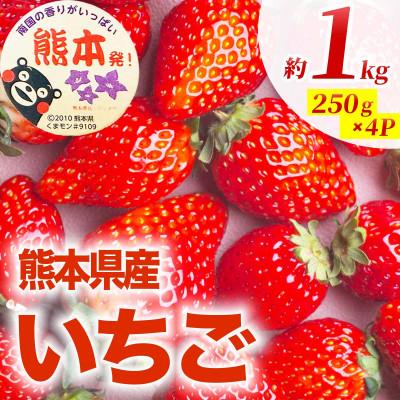 ふるさと納税 玉名市 いちご 1kg(4パック)(玉名市)