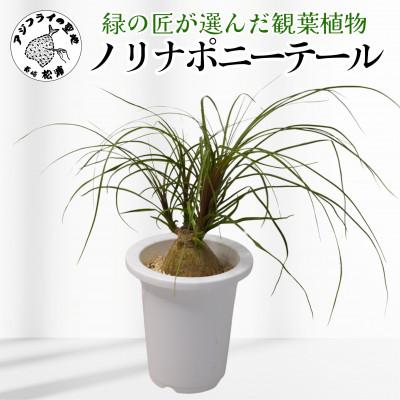 ふるさと納税 松浦市 緑の匠が選んだ観葉植物 素敵な空間づくりに ノリナポニーテール