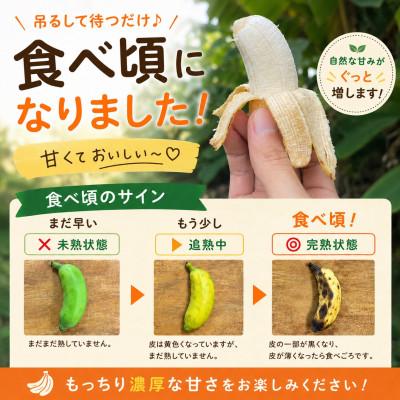 ふるさと納税 西原町 【栽培期間中農薬不使用】吊るして追熟!飾れる