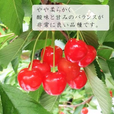 ふるさと納税 中山町 令和9年産先行受付 山形県中山町産さくらんぼ