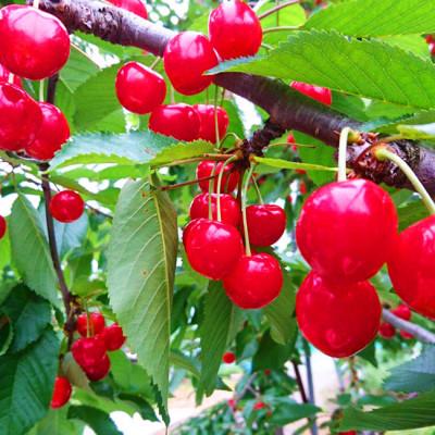 ふるさと納税 中山町 【令和9年産先行受付】山形県中山町産さくらんぼ<紅秀峰>秀品2Lサイズ以上　約300g |  | 03