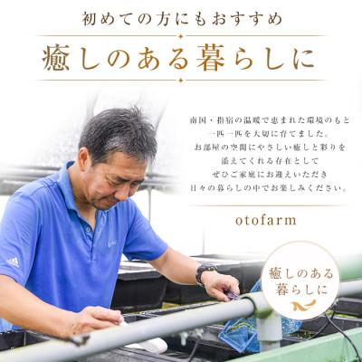 ふるさと納税 指宿市 【温水育ち】上物メダカミックス20匹(IB148-001) |  | 02