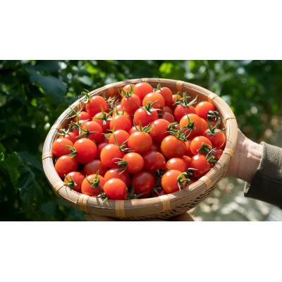 ふるさと納税 田原市 ミニトマト(妃)(きさき) 1kg×2