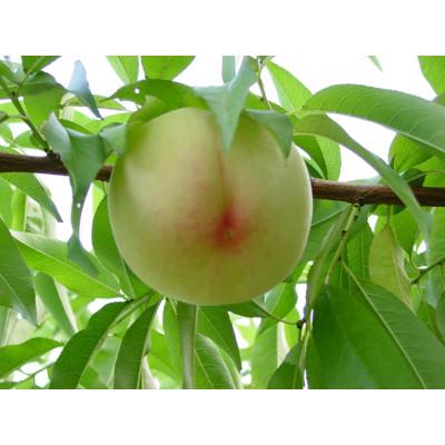 ふるさと納税 岡山市 2026年発送 先行予約 岡山白桃(晩生)ロイヤル[1箱3玉]