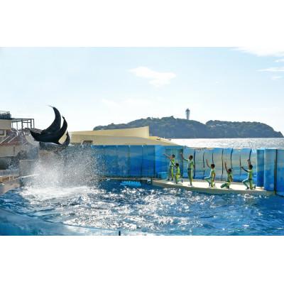 ふるさと納税 藤沢市 【セットでおすすめ!】新江ノ島水族館ぬいぐるみクジ付き入場券 |  | 03