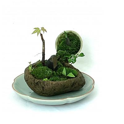 ふるさと納税 豊川市 豊川市の自然を手のひらに 自社栽培の植物山野草と苔のミニ庭園