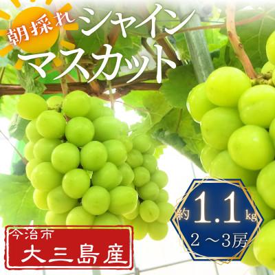 ふるさと納税 今治市 大三島産シャインマスカット 約1.1kg(2〜3房)[V003190]