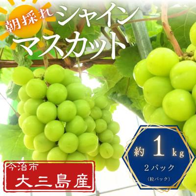 ふるさと納税 今治市 大三島産シャインマスカット 約1kg(粒パック2つ)[V003200]