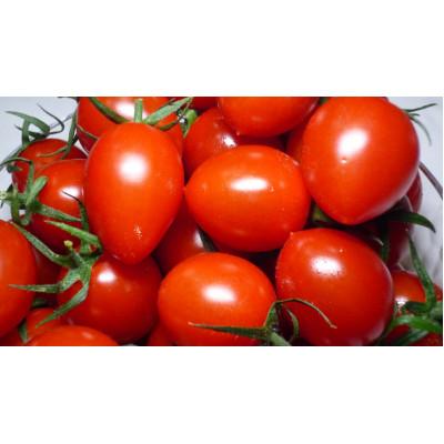 ふるさと納税 田原市 ミニトマト(アイコ) 1kg×2