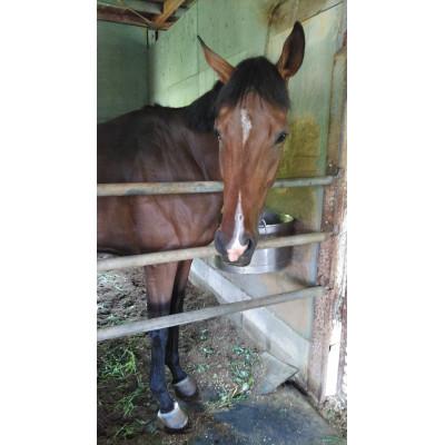 ふるさと納税 伊達市 乗馬体験とエサやり体験 60分