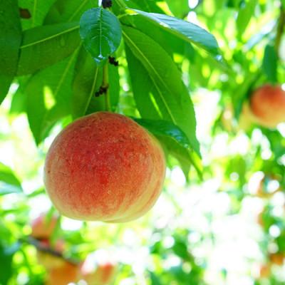 ふるさと納税 中山町 【令和8年産先行受付】山形県中山町産 白桃 秀品 約5kg ※品種おまかせ 軟らかくなる桃の画像