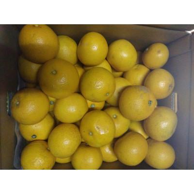 ふるさと納税 橋本市 和歌山県橋本市栽培のご家庭用八朔(約10キロ箱込八朔9〜9.5キロ)