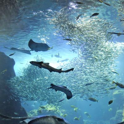 ふるさと納税 藤沢市 新江ノ島水族館　入場券　大人3枚 |  | 01