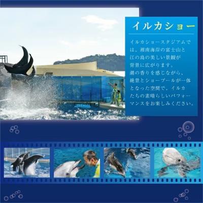ふるさと納税 藤沢市 新江ノ島水族館　入場券　大人3枚 |  | 03